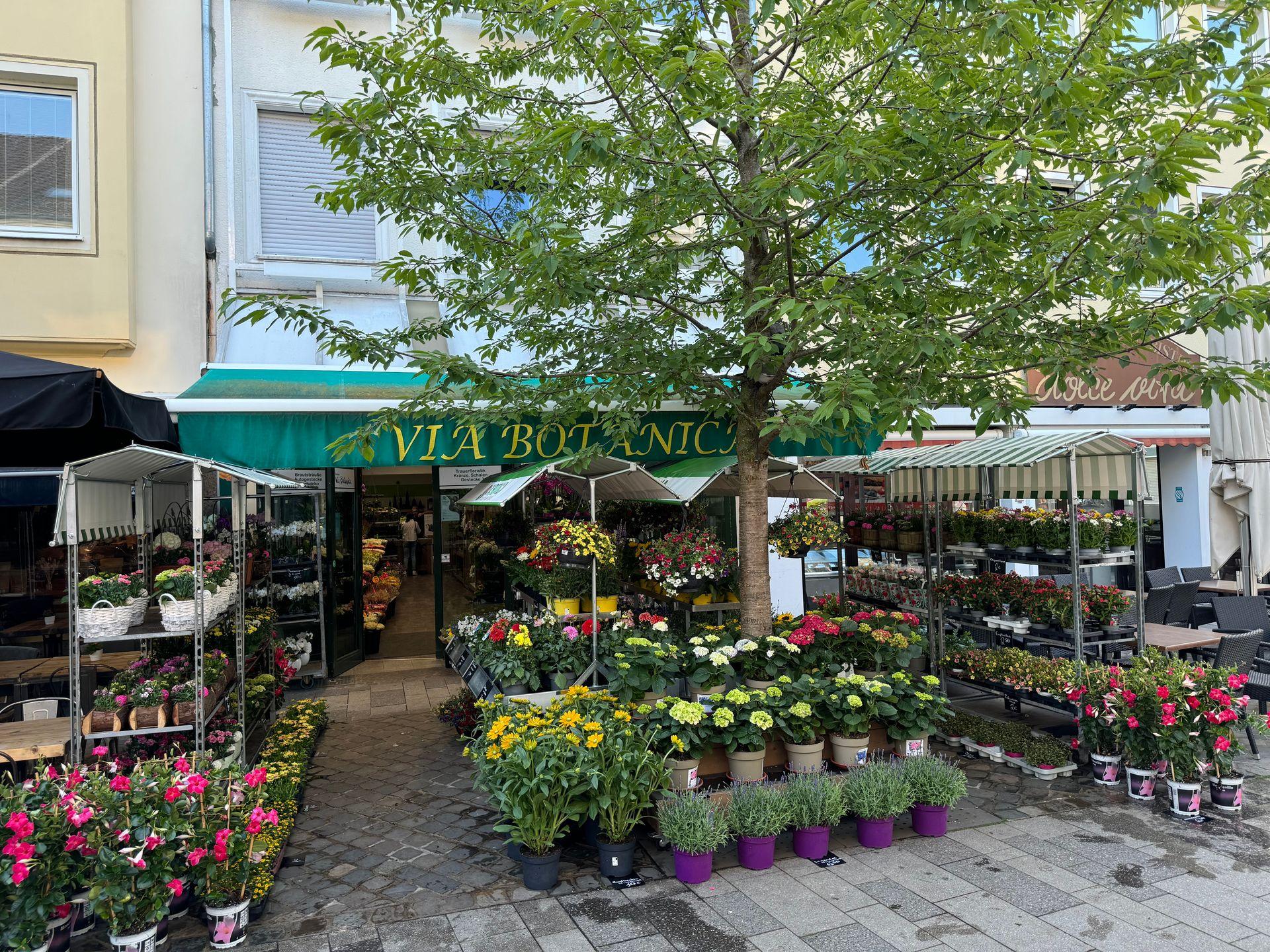 Entrance of a flower shop with a variety of colorful plants and flowers displayed on stands outside.